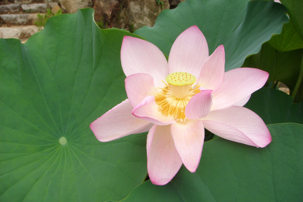 Lotus @ Jikō-rin